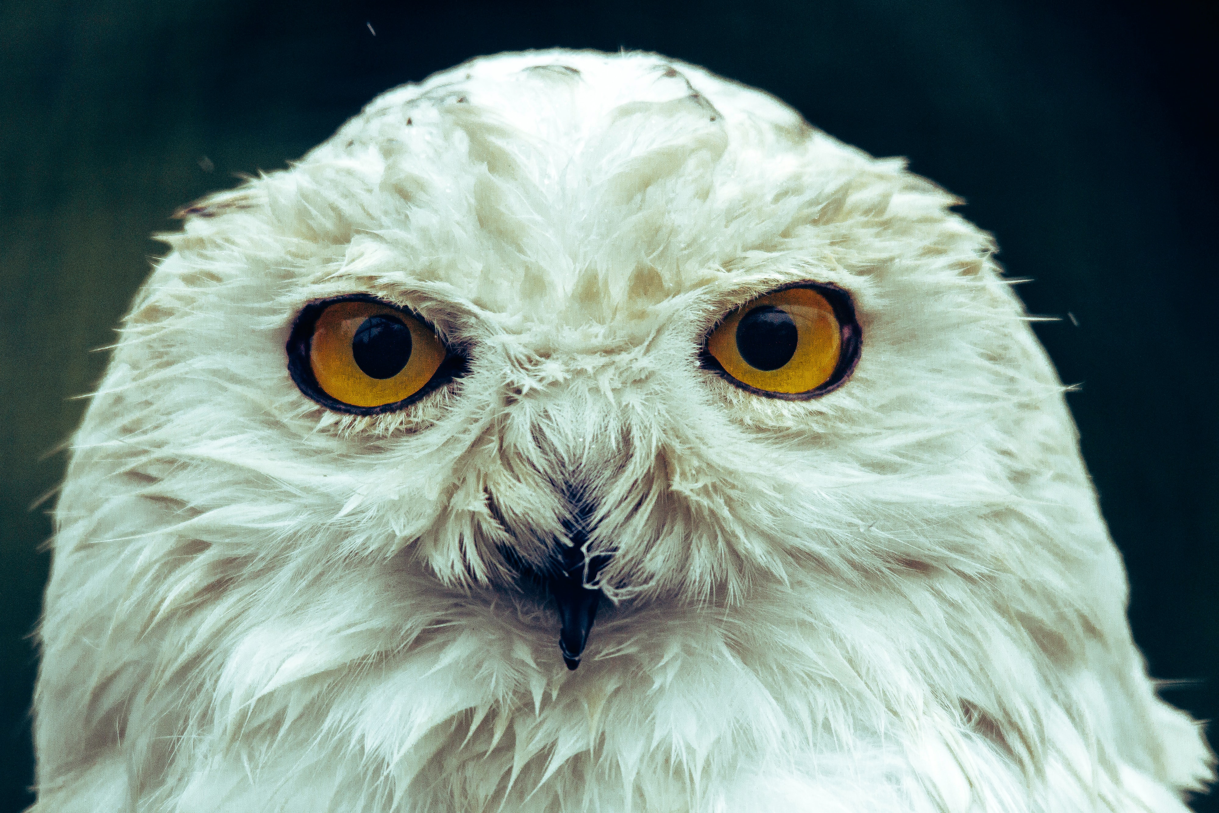 White Owl